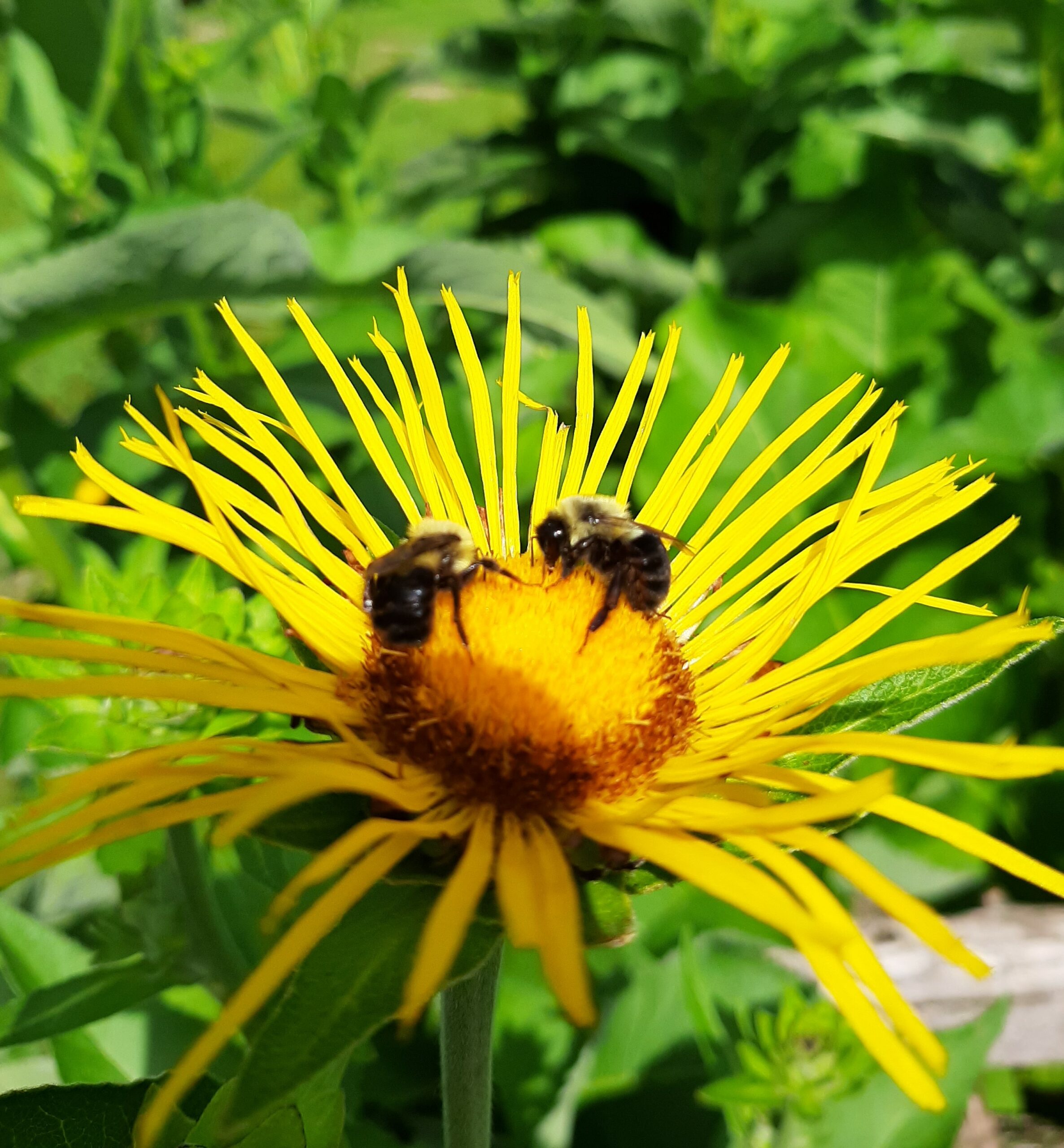 Photo of a bee on Elecampange